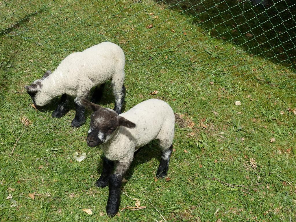 Haus Wald-Eck Leilighet Schmallenberg Eksteriør bilde