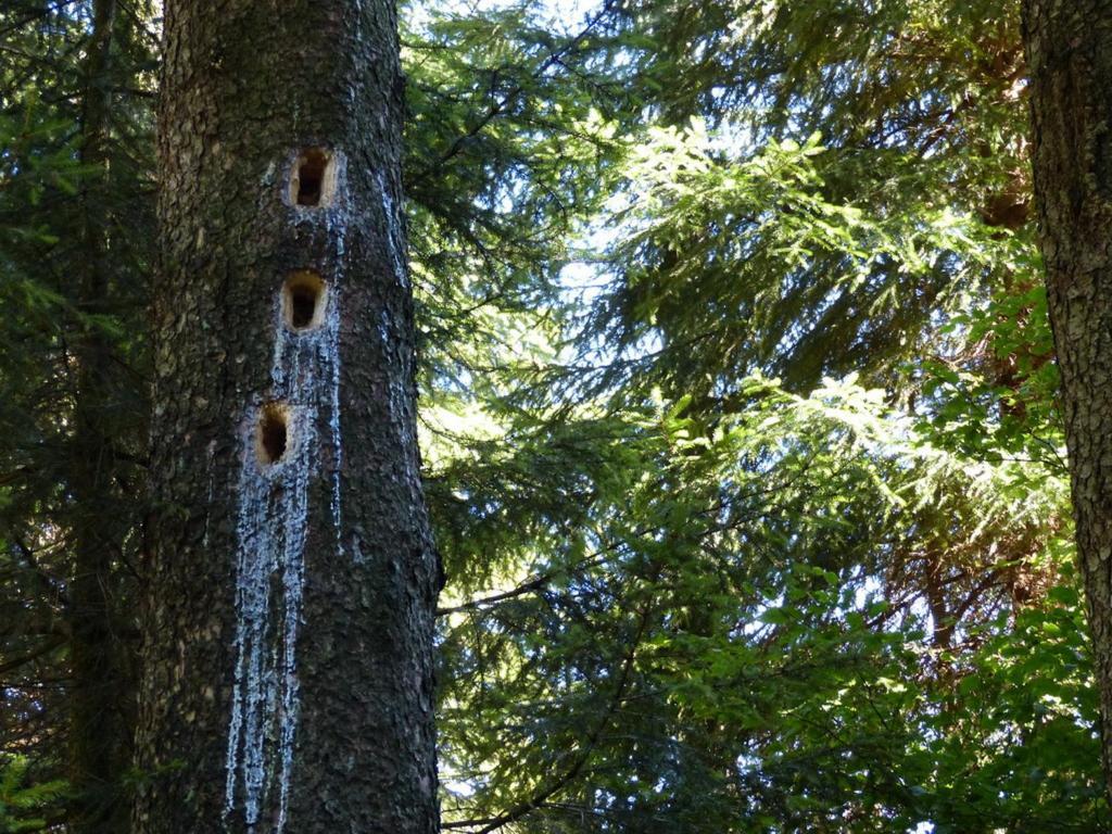 Haus Wald-Eck Leilighet Schmallenberg Eksteriør bilde